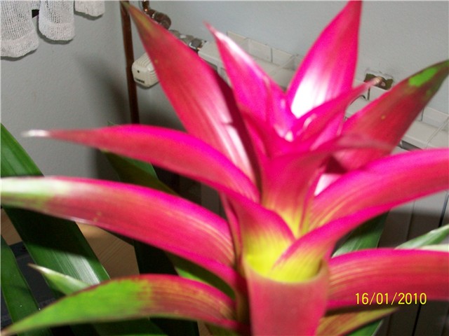 guzmania ( bromelia) 